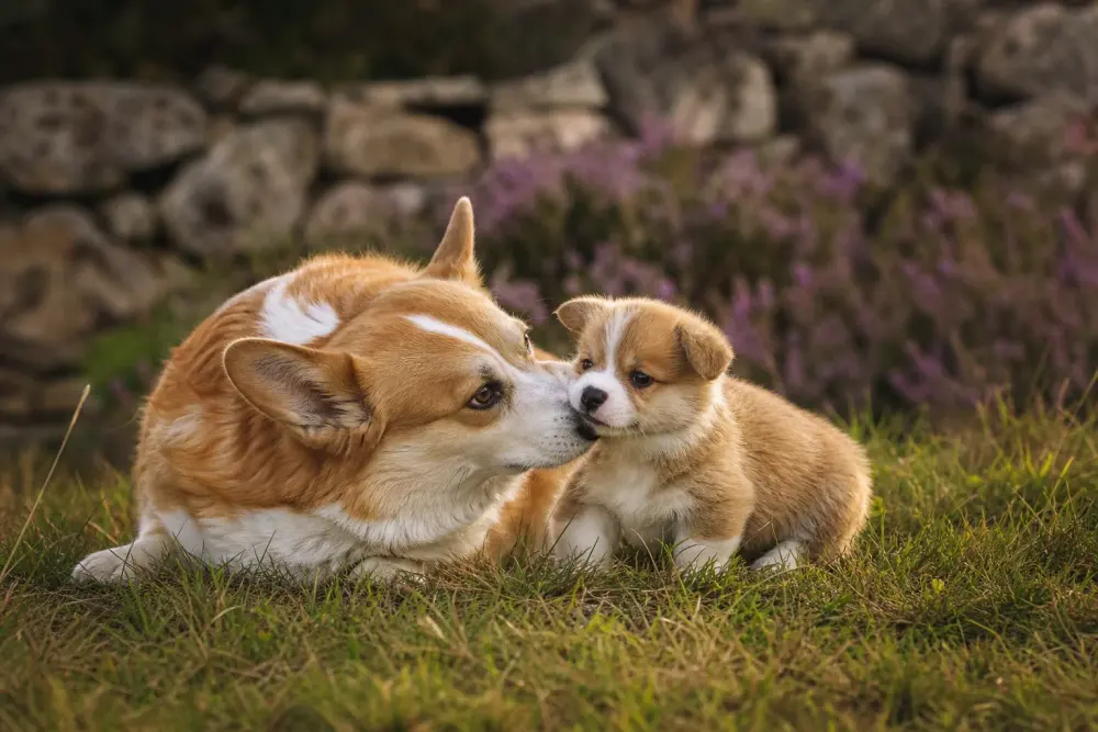 Welsh Corgi Pembroke et son chiot, moment de transmission